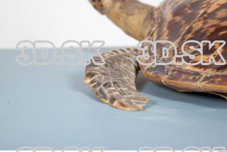 Turtle leg photo reference 0073